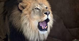 African Lion | Animals at Brookfield Zoo Chicago