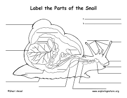 Label Parts Of A Snail Google Search Snail Life Science Homeschool Science