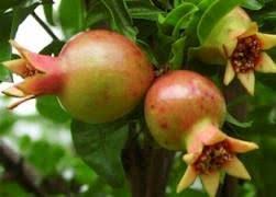 Manfaat Buah Delima Putih Siapa Yang Tak Kenal Dengan Buah Yang Cantik Ini Buah Delima Yang Memiliki Nama Latin Punica Granatum Sekarang Delima Buah Tanaman