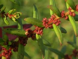 Image result for Ammannia aegyptiaca