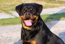 Most rottweiler litters are fully reserved shortly after birth so an early reservation is needed to select the perfect rottweiler puppy for your home. Yawa Von Kelemen Puppies King Rottweilers