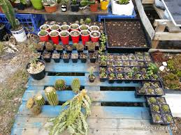 Image result for Rytigynia lewisii