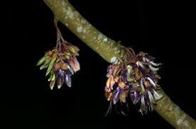 Image result for Mucuna glabrialata