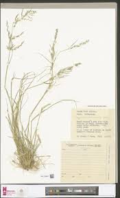 Image result for Hermbstaedtia schaeferi