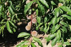 Check spelling or type a new query. Monilia Or Brown Rot Of Fruit Trees What Is It And How To Detect It Idai Nature Lideres En Biocontrol Agricola