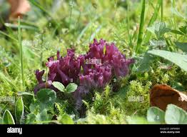 Image result for Cyperus zollingeri