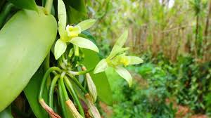 Image result for Vanilla polylepis