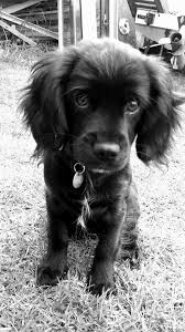 Straight Hair Cavoodle My Little Darling Puppies Doggy Puppy Love