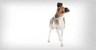 Image result for foxteriér hladkosrstý