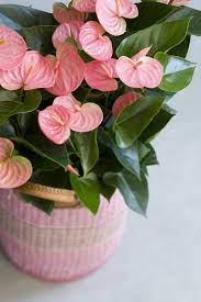 Anthurium Indoor Plants 01 Indoor Flowering Plants Anthurium Flower Ornamental Plants