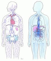 It contains lymphoid organs, vessels, nodes and lymph fluid. Das Lymphsystem