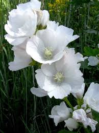 Detailed coverage of invasive species threatening livelihoods and the environment worldwide. Streambank Wild Hollyhock