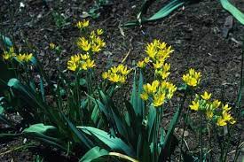 Allium Moly Edgar Kline Plants Allium Yellow Flowers