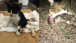Antalya Da Kedi Katliami Son Dakika Haber
