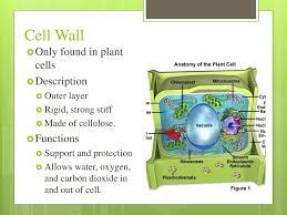 Check spelling or type a new query. Group Activity Nucleus Mitochondria Chloroplast Cell Membrane Ppt Download