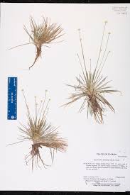 Image result for Syngonanthus robinsonii