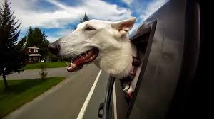 1800petsandvets Dogs Dog Car Cute Dogs Dogs