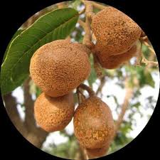 Image result for Parinari