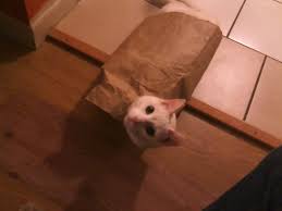 I Hate When My Chinese Food Is Undercooked Imgur