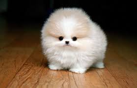 One Teacup Pomeranian Please Not A Small Dog Fan But I D Take One Of These Baby Animals Cute Animals Cute Teacup Puppies