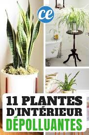 11 Plantes Depolluantes Qui Purifient L Air De Votre Maison Sans Entretien Plantes Depolluantes Deco Plantes Interieur Decoration Plantes Interieur