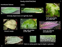 Image result for Acanthaceae