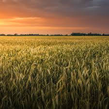 It was first grown in the levant, a region of the near east. Wheat Is An Important Crop Around The World