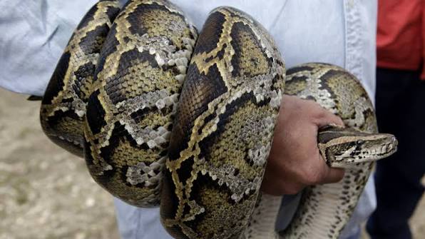 Python invasion has exploded out of the Everglades | WLRN