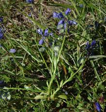 Image result for Polygala marensis