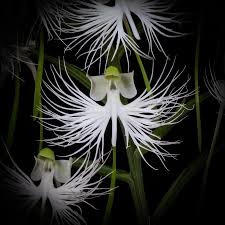 Image result for Neobolusia