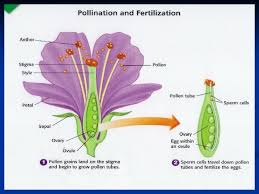 What is a person who sells medicine called? Flower Structure And Function Flowering Plants Are Called
