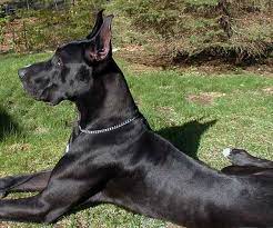 All purebreds and cross breed dogs in alphabetical order. Top 10 Black Dogs Breeds Luv My Dogs