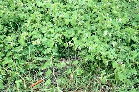 Image result for Aeschynomene pfundii