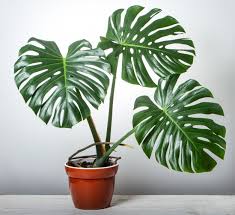 Get your green thumb into gear! Premium Photo Monstera Houseplant In Brown Pot On White Wooden Table With Space For Text