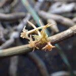 Image result for Tridactyle filifolia