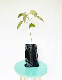 Image result for Croton megalocarpus