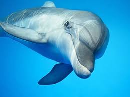 We did not find results for: The Dolphin Spirit Animal Meanings
