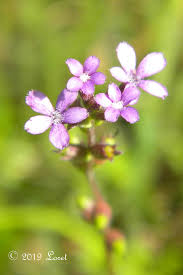 Image result for Buchnera