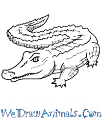 3 head alligators have a narrow and long muzzle. How To Draw A Realistic Alligator