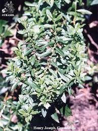 Image result for Scoparia