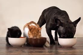 Cats do need a fair amount of fat. 25 Pet Cat Food Storage And Dog Food Container Tips