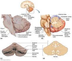 Cerebellum A Photo Of Midsagittal Section B Drawing Of Parasagittal Section C Photogr Cerebellum Anatomy Nervous System Anatomy Central Nervous System
