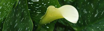 Calla Lily Failed To Flower Melinda Myers