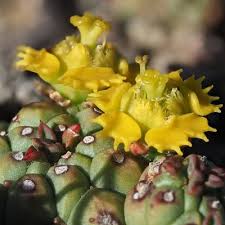 Image result for Euphorbia halipedicola