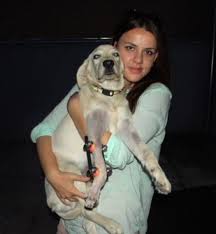 Growth modification devices can help better position the jaw (used in braces in adults will only move the teeth to correct the overbite and will possibly require the removal of teeth. Dealing With Dogs With Overbites Dog Discoveries