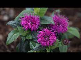 Planting Bee Balm Staking A Leaning Hydrangea Tree Garden Answer Youtube Bee Balm Hydrangea Tree Plants