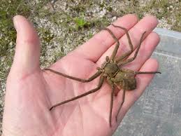 Introducing Australia's Fangtastic Pest-Controlling Housemate: The Huntsman  Spider. | by Nicole Gibson | Medium