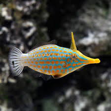 We did not find results for: Access Denied Best Aquarium Fish Saltwater Aquarium Fish Marine Fish