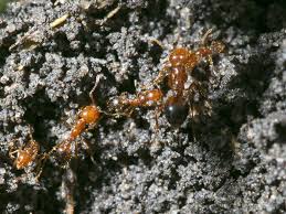 Termite, lawn, and pest control services in ocala, fl. Fire Ants A Painful Pest News Ocala Com Ocala Fl