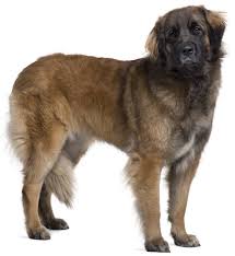 They were imported from hungary, from different breeders, a few years ago as we. Leonberger Puppies For Sale Bc Nanagobah